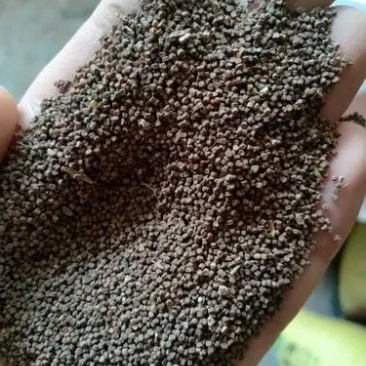 基地面条菜种子大量出售