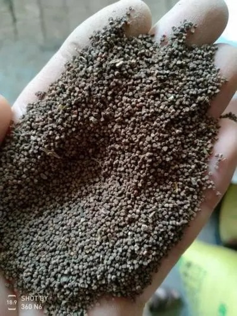基地面条菜种子大量出售
