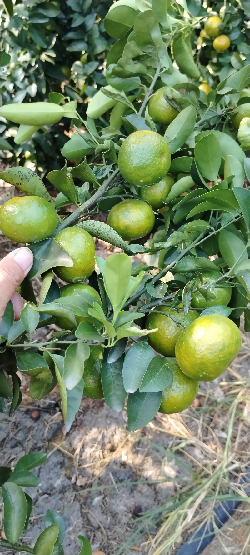 新鲜象州沙糖桔，甜蜜多汁，当季直供，**特惠！