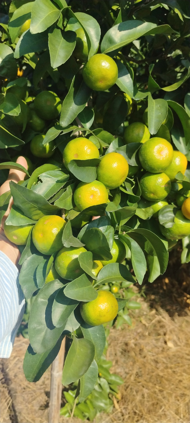 新鲜象州沙糖桔，甜蜜多汁，当季直供，**特惠！
