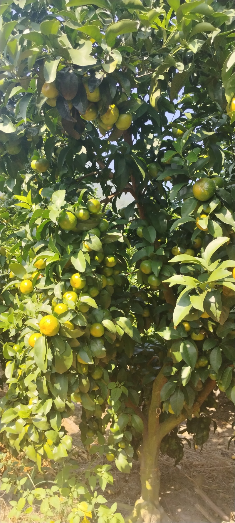 新鲜象州沙糖桔，甜蜜多汁，当季直供，**特惠！