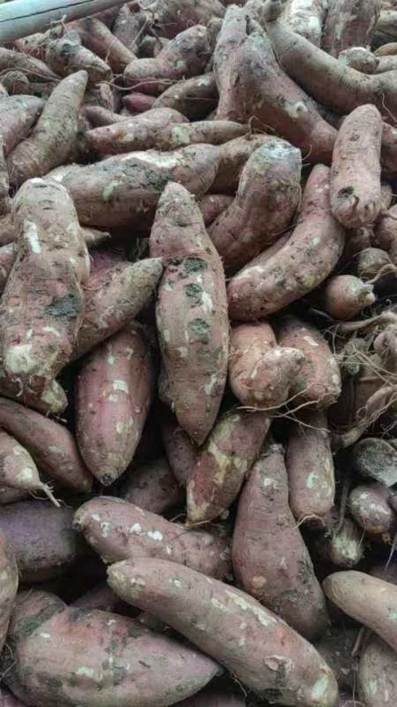 河南南阳高淀粉红薯，万亩基地正在供货中