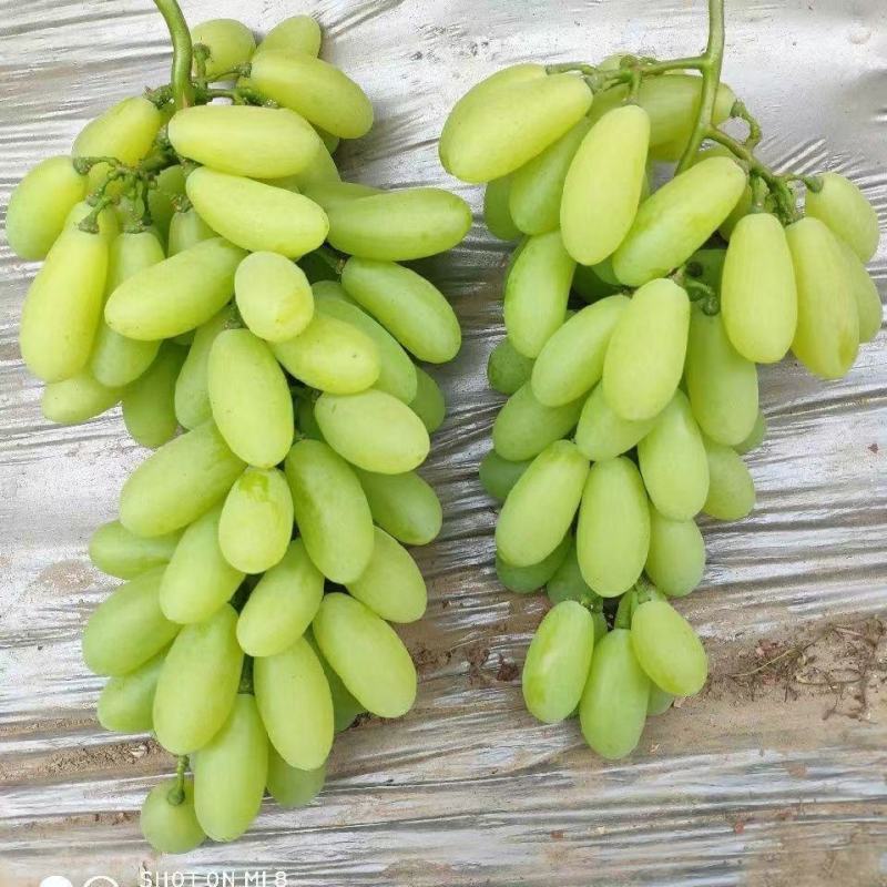 正综金蜜葡萄苗，早熟品种，颗粒更长更大更甜