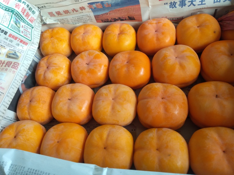 山区大柿子