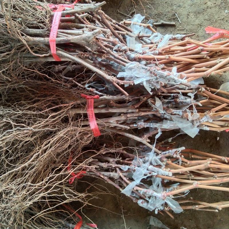 正综金蜜葡萄苗，早熟品种，颗粒更长更大更甜
