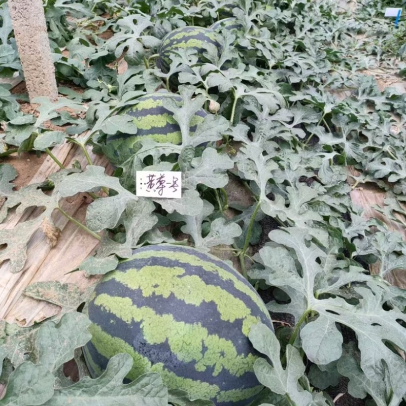 黄尊一号西瓜种子品种花皮黄瓤早熟品种种子品种