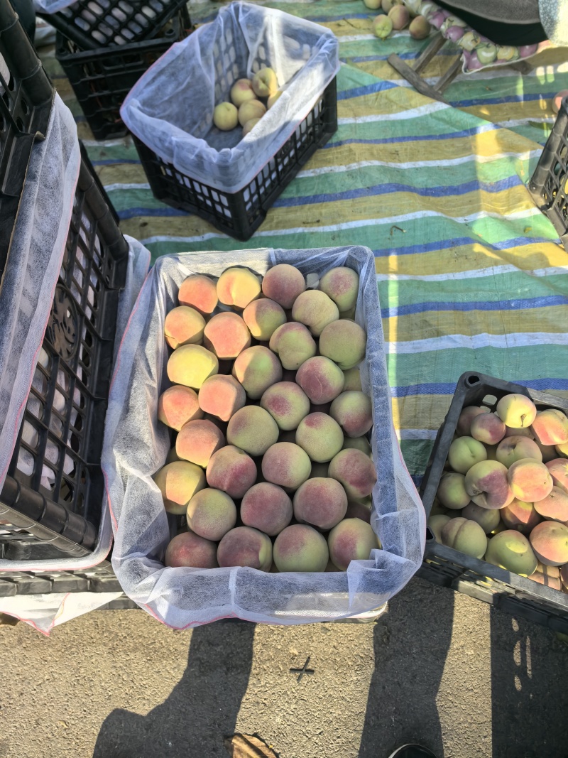 本地冬桃大量上市，口感清脆，甜。