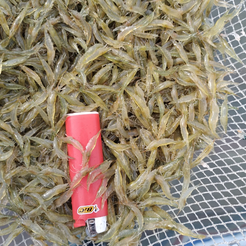 活力四射的小米虾