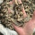 郁金玉金过8个筛郁金片干货无硫现货发货如图