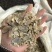 郁金玉金过8个筛郁金片干货无硫现货发货如图