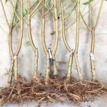桃树桃苗山东蒙阴蜜桃苗木供应