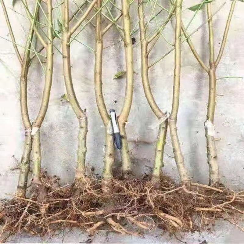 桃树桃苗山东蒙阴蜜桃苗木供应