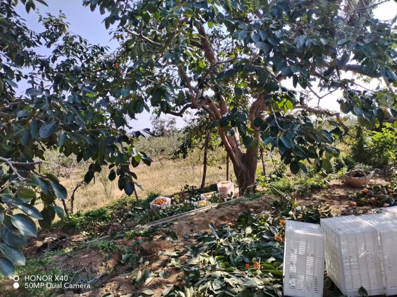 富平柿饼