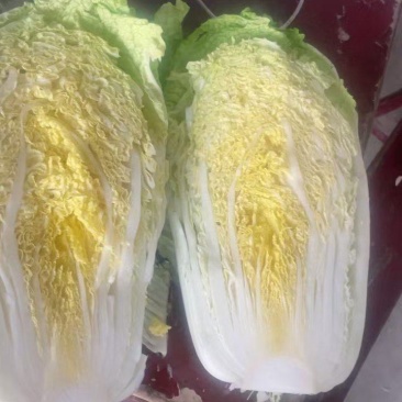 黄心白菜大量上市/大量供应/整车供应/