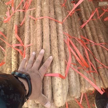 河北临漳红皮铁棍山药，万亩产区，代发全国！