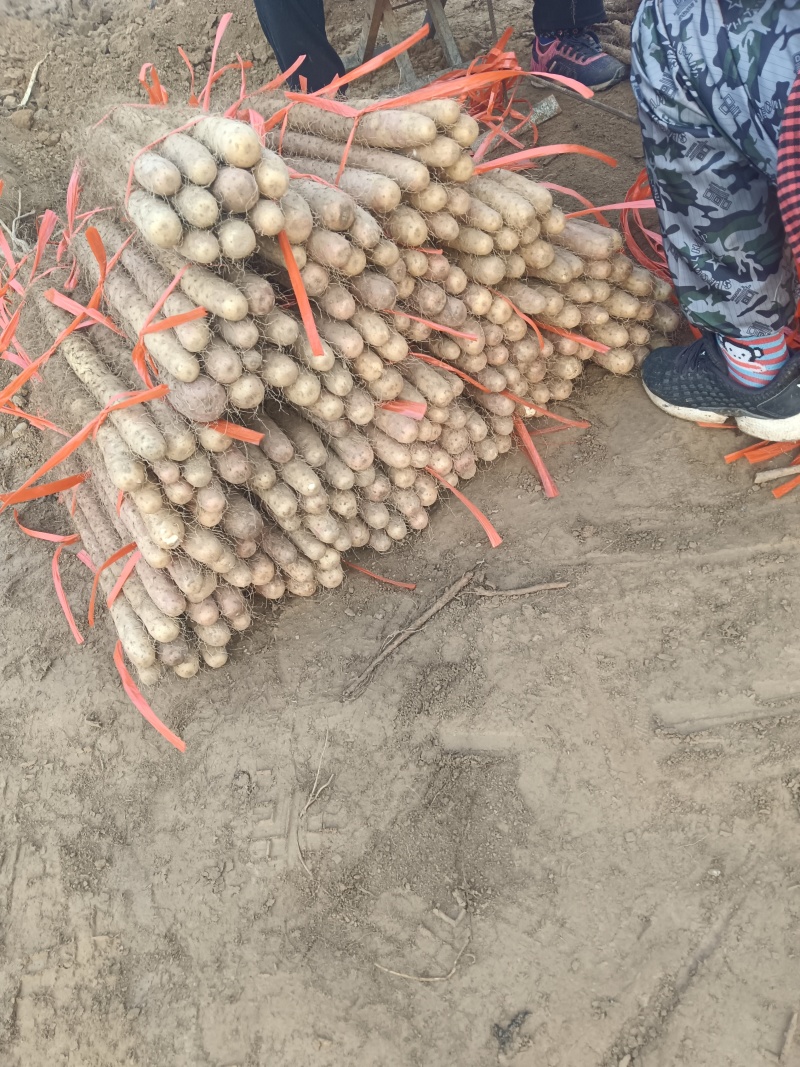 河北临漳红皮铁棍山药，万亩产区，代发全国！