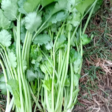 百亩香菜大量上市，有需要的老板联系