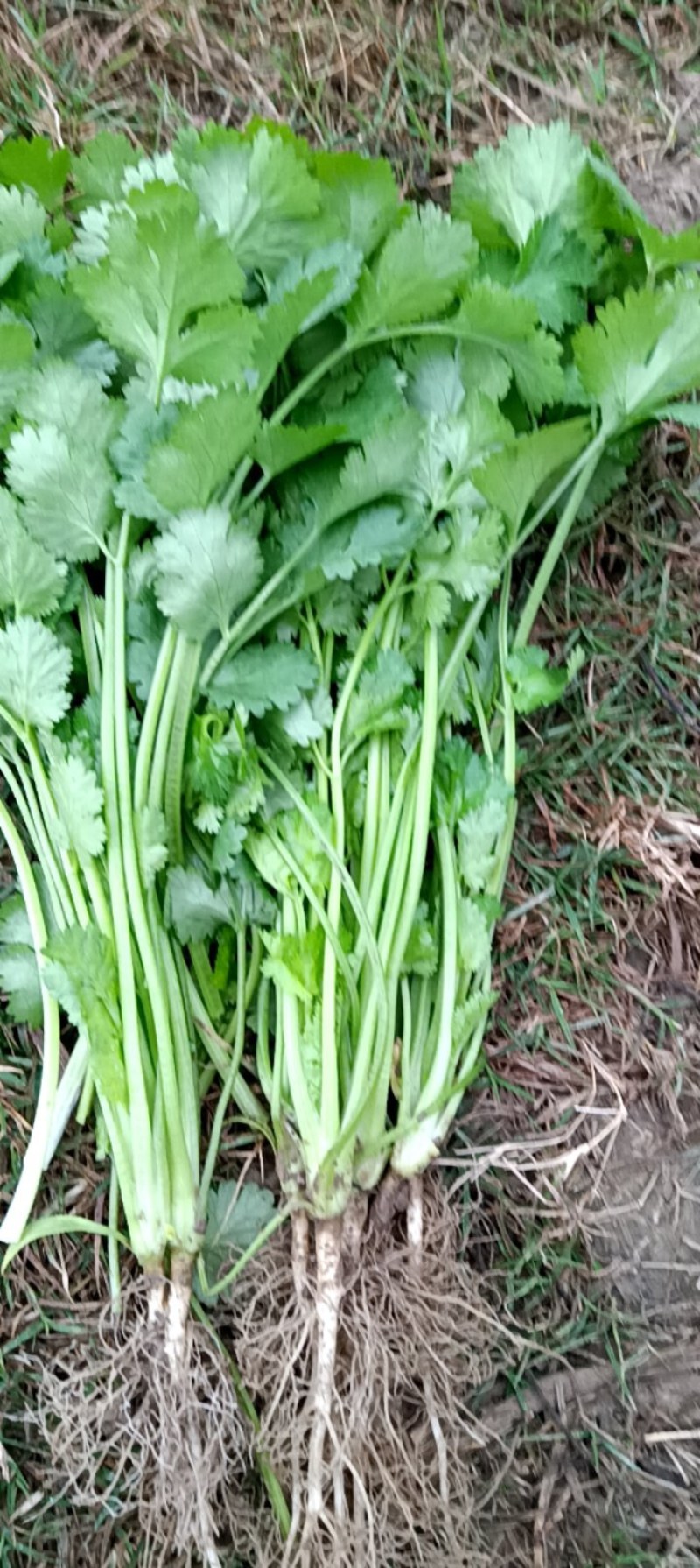 百亩香菜大量上市，有需要的老板联系