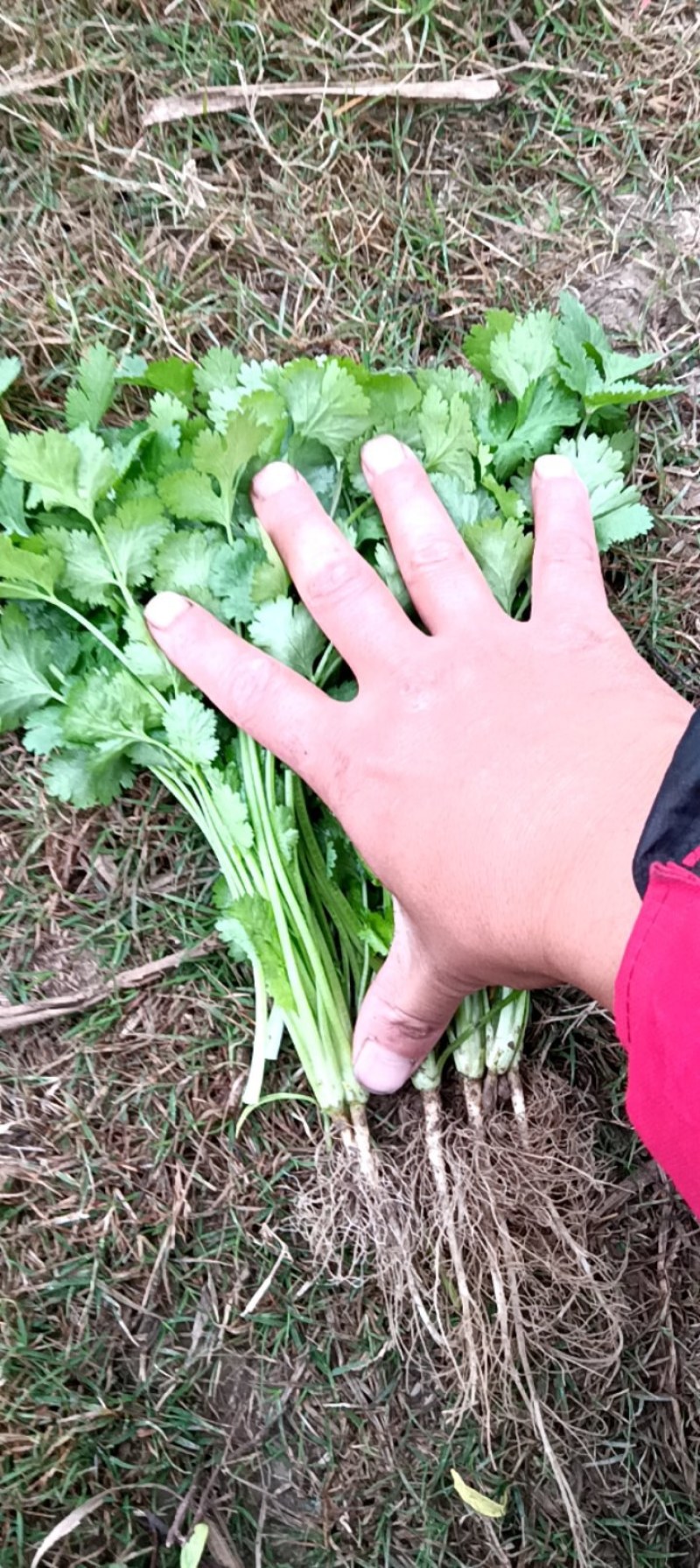 百亩香菜大量上市，有需要的老板联系