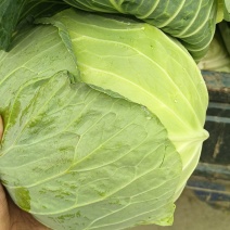 湖北产地甘蓝扁包菜莲花白奥奇拉金丰一号平包菜