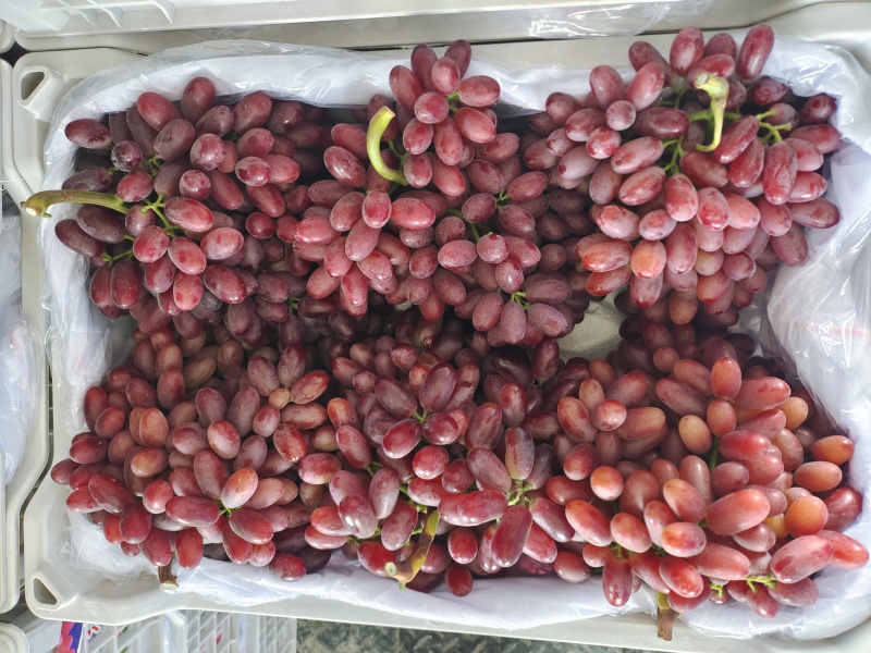 冷库克伦生葡萄澳洲无核精品特级无籽红提代发全国批发市场