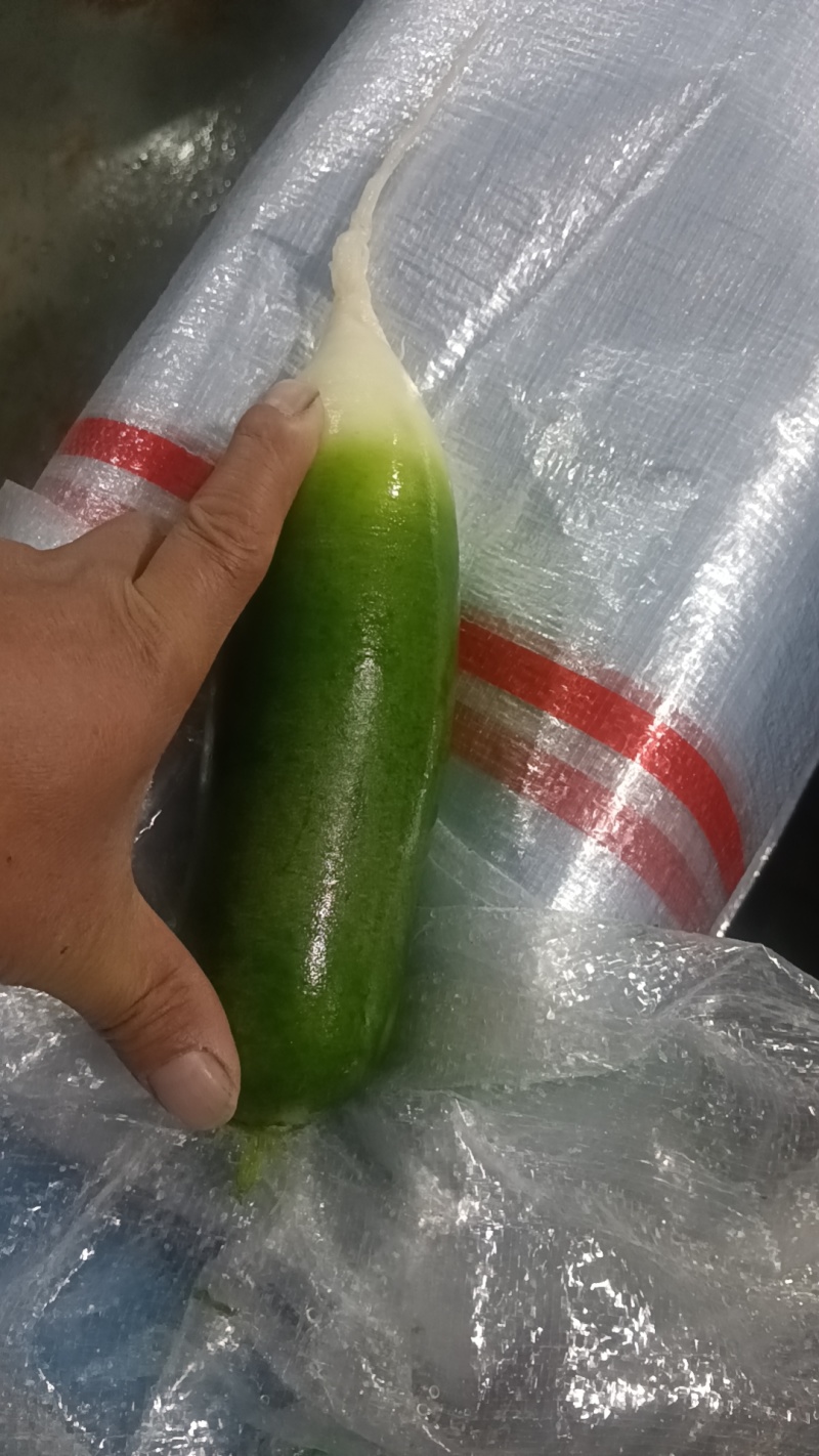 湖北精品水果萝卜，水洗青萝卜货源充足价格实惠代发全国