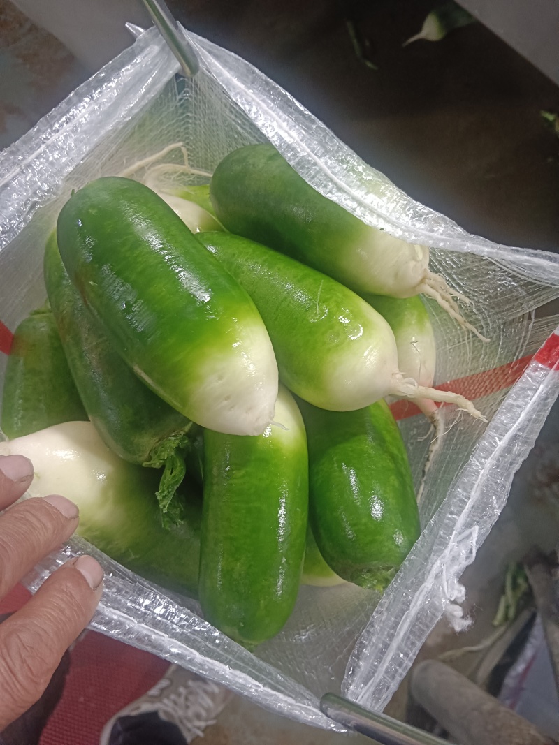湖北精品水果萝卜，水洗青萝卜货源充足价格实惠代发全国