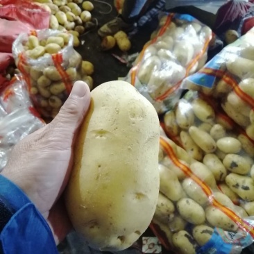 大量供应黄皮黄心土豆