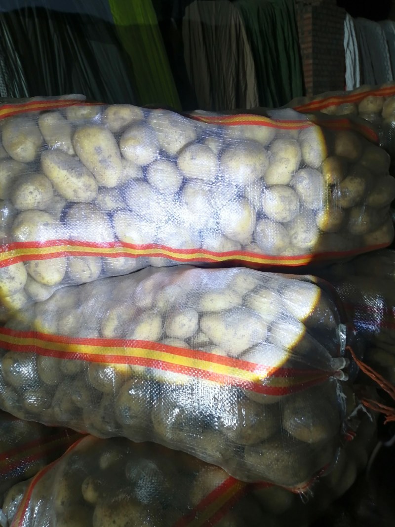 大量供应黄皮黄心土豆