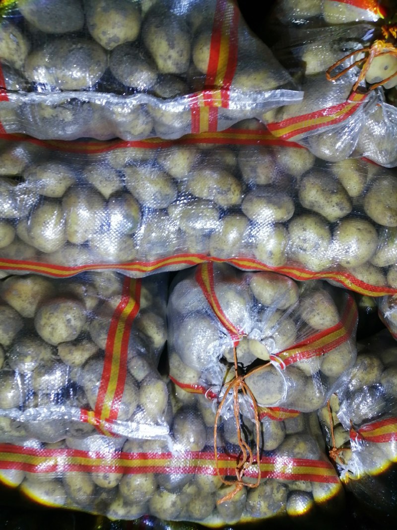 大量供应黄皮黄心土豆