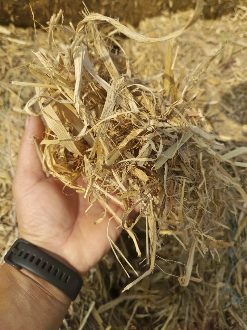 供应玉米秸秆干草料，粉碎过筛除尘过风选压块干草料