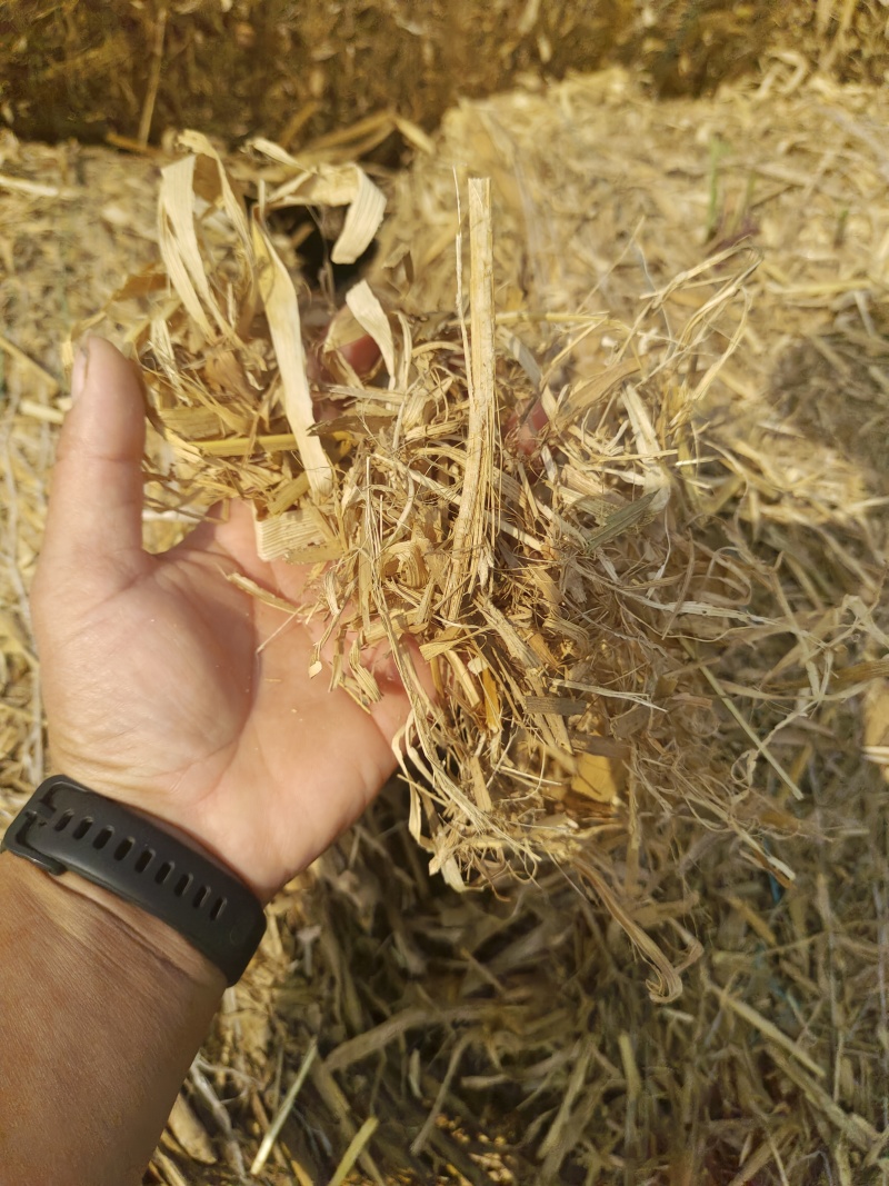 供应玉米秸秆干草料，粉碎过筛除尘过风选压块干草料