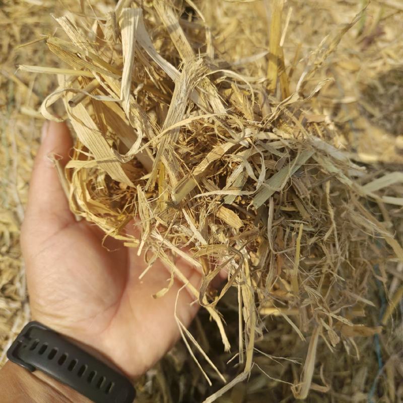 供应玉米秸秆干草料，粉碎过筛除尘过风选压块干草料