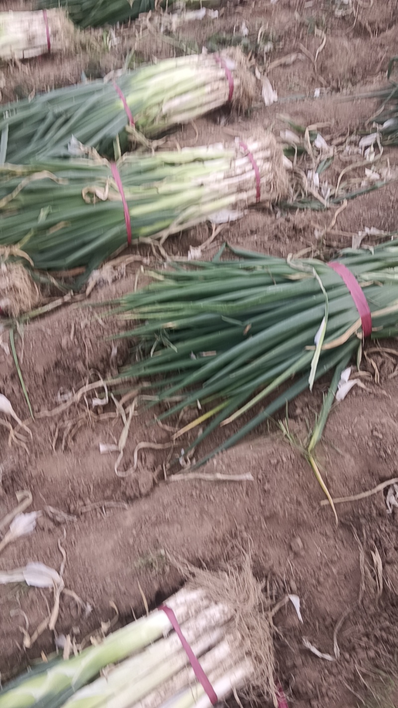 大量现货价格便