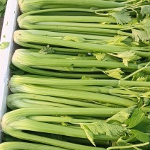精品芹菜/大量现货价格便宜/对接超市批发市场等/全国发货