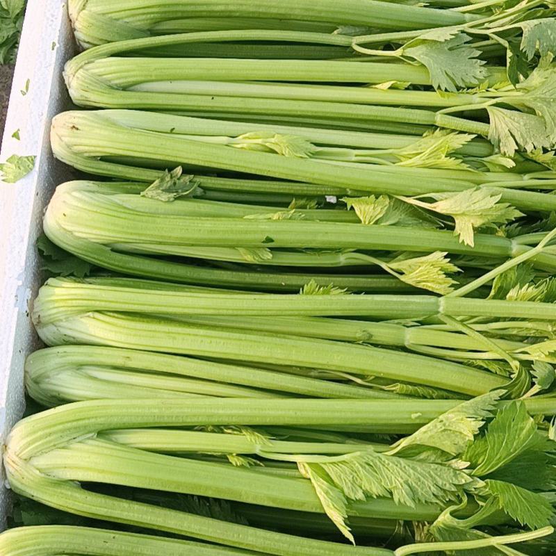 精品芹菜/大量现货价格便宜/对接超市批发市场等/全国发货