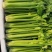 精品芹菜/大量现货价格便宜/对接超市批发市场等/全国发货
