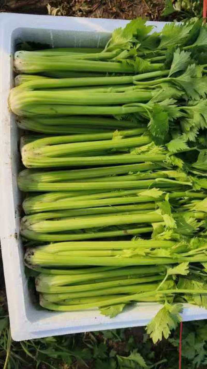 精品芹菜/大量现货价格便宜/对接超市批发市场等/全国发货