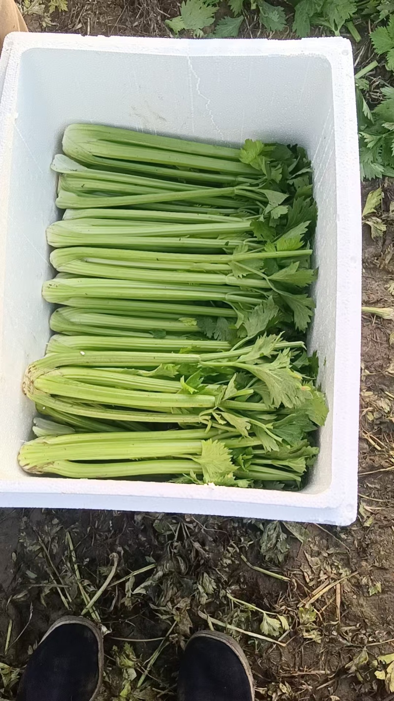 精品芹菜/大量现货价格便宜/对接超市批发市场等/全国发货