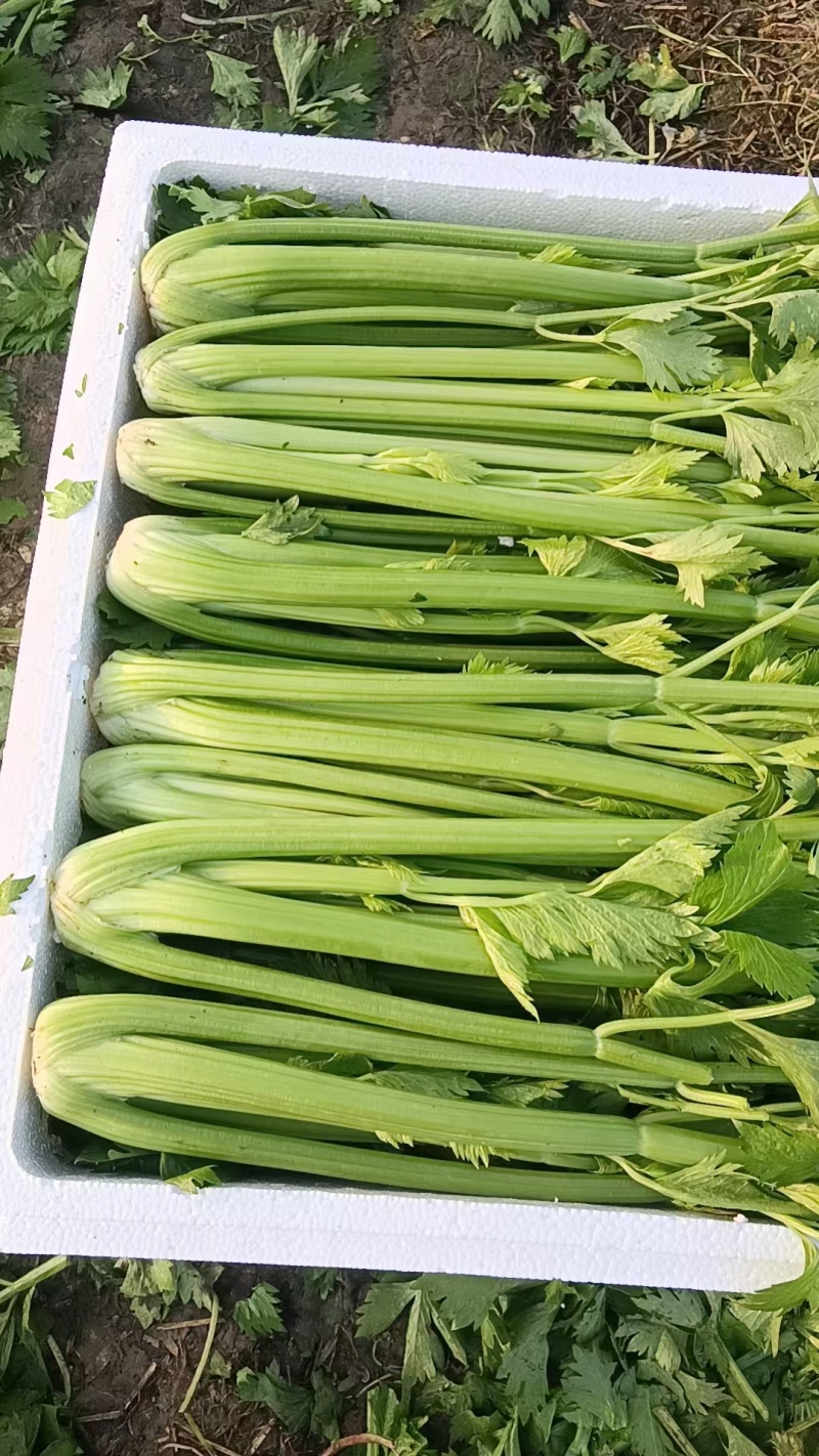 精品芹菜/大量现货价格便宜/对接超市批发市场等/全国发货