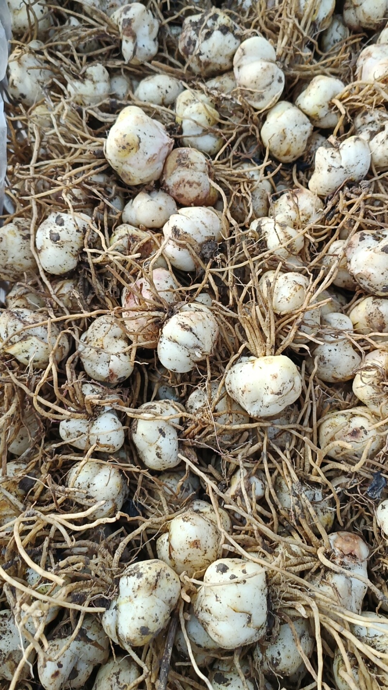 食用百合种球抗病能力强，生长速度快，产量高