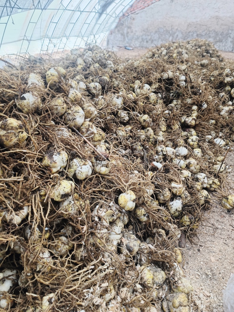 食用百合种球抗病能力强，生长速度快，产量高