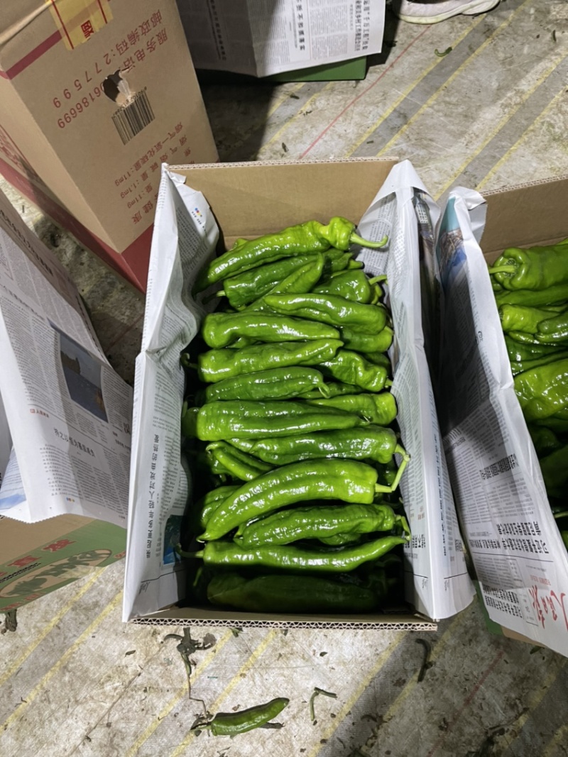 河南夏邑县，301泡椒，精品301泡椒，产地直发货源充足