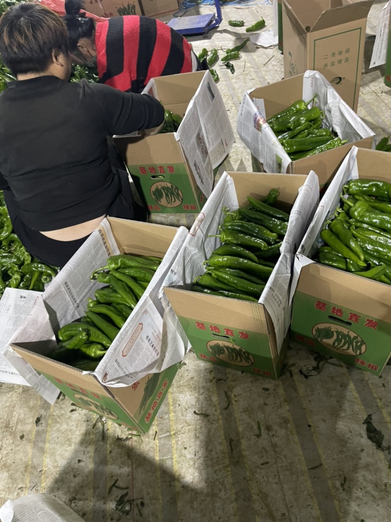 河南夏邑县，301泡椒，精品301泡椒，产地直发货源充足