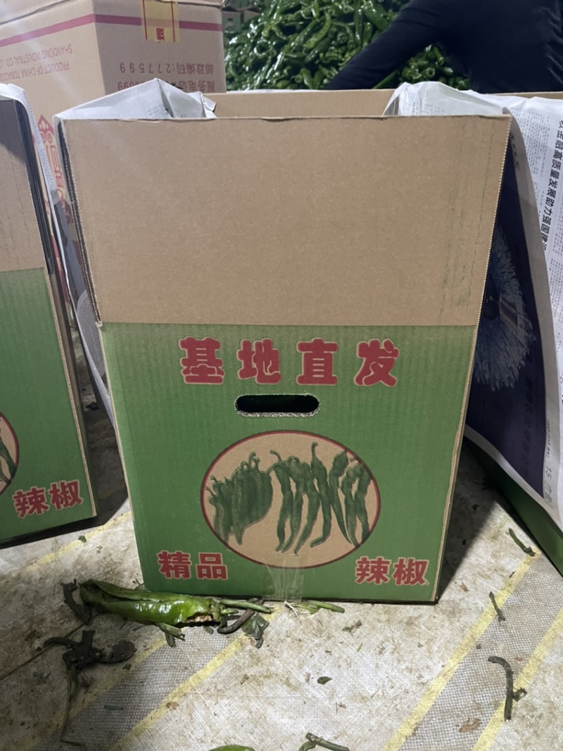 河南夏邑县，301泡椒，精品301泡椒，产地直发货源充足