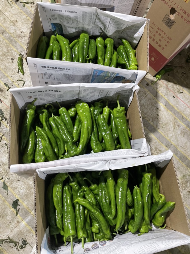 河南夏邑县，301泡椒，精品301泡椒，产地直发货源充足