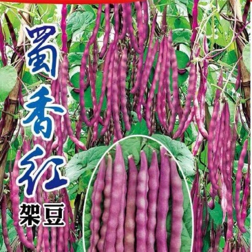 四季豆种子蜀香红全红四季架豆荚长顺直结荚密品质好