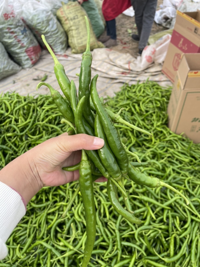 精品大棚杭椒，产地直发，量大从优，货源充足，质量保证