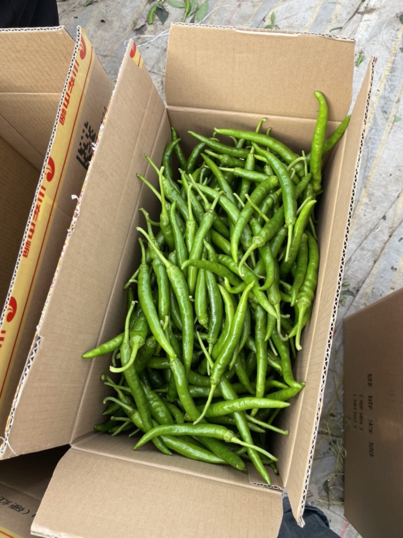 精品大棚杭椒，产地直发，量大从优，货源充足，质量保证