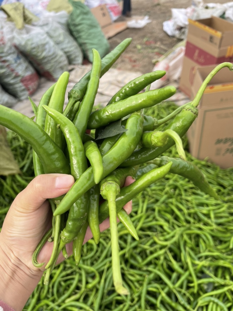 精品大棚杭椒，产地直发，量大从优，货源充足，质量保证